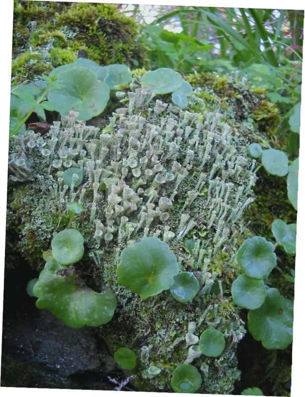 lichene da determinare.....